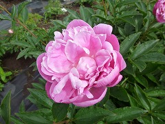 きんこくえん　金国園