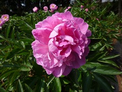 くんぷう　薫風