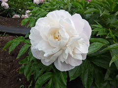 けいうん　慶雲