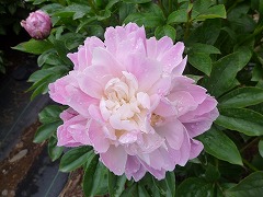 けいこくのたのしみ　傾国の楽