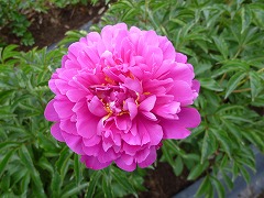 こうきょく　紅旭