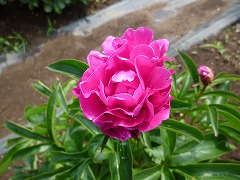 こうしょううん　紅祥雲