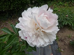 こうせつ　香雪