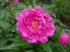 こうほうしょう　紅寶相