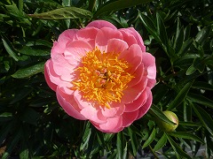 コーラル・サンセット