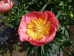 コーラル・ニューゴールド