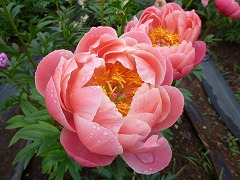 コーラルチャーム