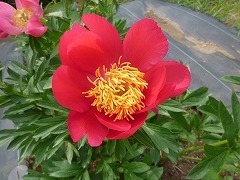 ゴールデングロー