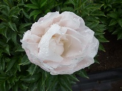 こきのいろ　古稀の色