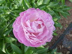 ここのえにしき　九重錦