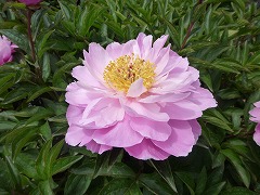 さいうんひ　彩雲飛