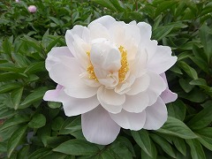 さいじょのころも　采女の衣