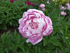 さくらがさね　櫻重