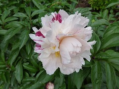 さくらがり　櫻狩