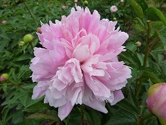 さざなみ　小波