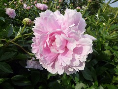 サラベルナール