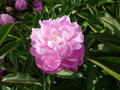 ざんげつ　残月