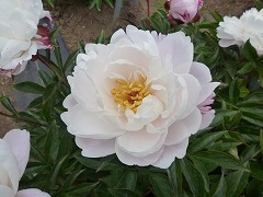 ざんしゅん　残春