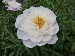 ざんしゅんのたのしみ　残春の楽