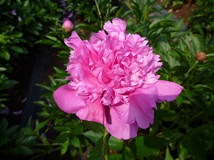 しうんさい　紫雲彩