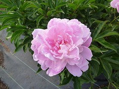 じゅけい　壽慶