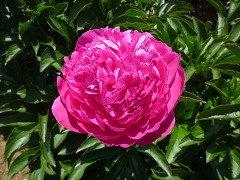 しゅしのほまれ　朱子の誉