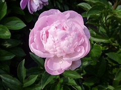 しゅんしょく　春色