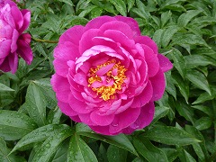 じょうえいこう　疊英香