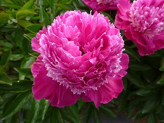 しょうがんこう　照眼紅