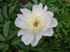 しょうとうこう　小桃紅