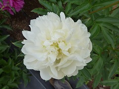 しらゆき　白雪