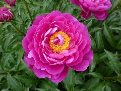 じんじつのたのしみ　盡日の楽