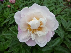 すいえんし　醉えん脂