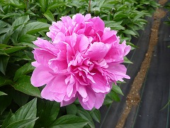 すいげつ　醉月