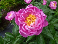 すいこうは　醉紅は