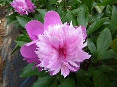 ずいちょう　瑞兆