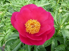 スカーレットオハラ