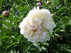 せきよう　夕陽