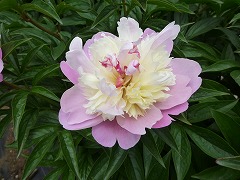 せきようこう　夕陽紅