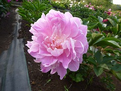 ぜつみょう　絶妙