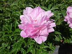 せんきょうこう　浅矯紅