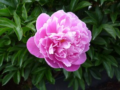 ぜんこう　全功