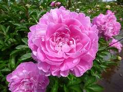 せんさい　鮮彩