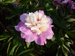 せんしゅう　千秋