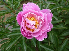 たくだのほまれ　たく駝の誉