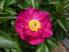 たくみのいろ　巧の色