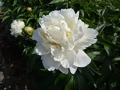 ダッチェスド・ネモールズ