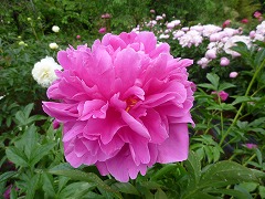 たにのほまれ　谷の誉