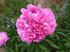 たまなわのほこり　玉縄の誇