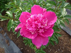 たまのうてな　玉の臺